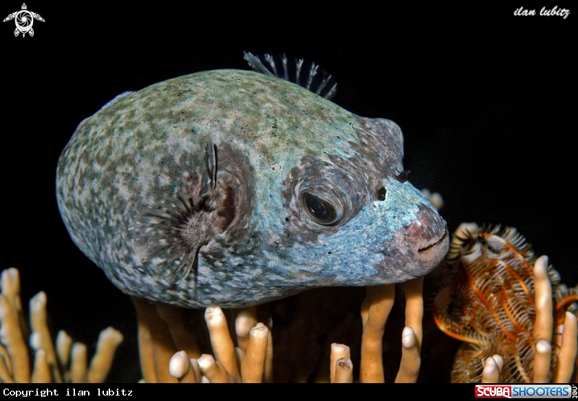 A puffer fish