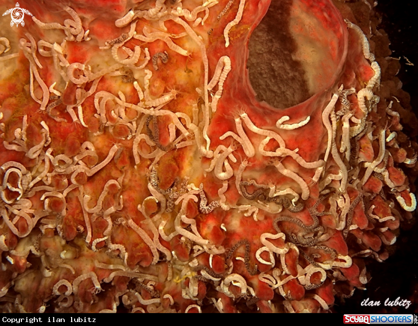 A sea cucumber