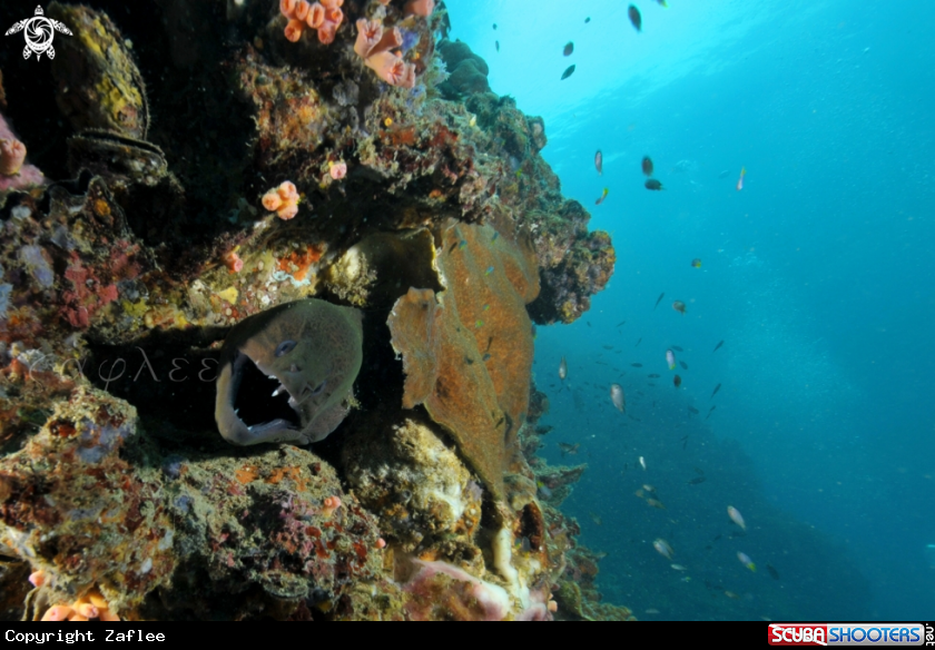 A Giant Moray Eel
