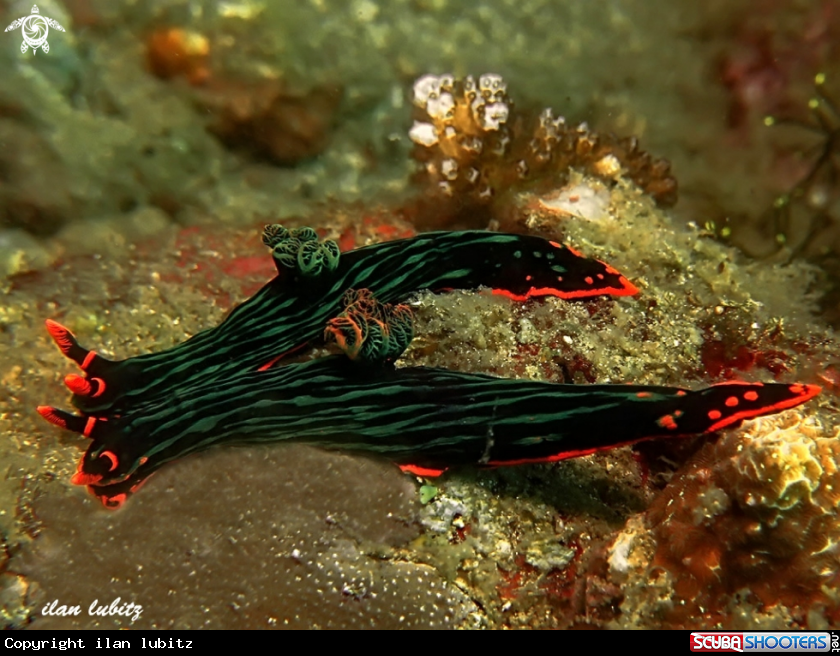 A nudibranch