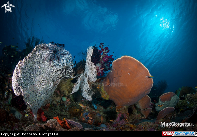 A coral 
