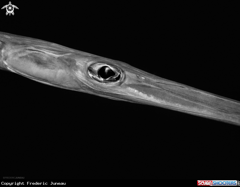 A Cornetfish