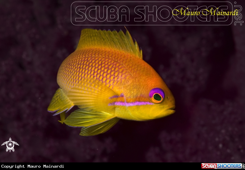 A Anthias 