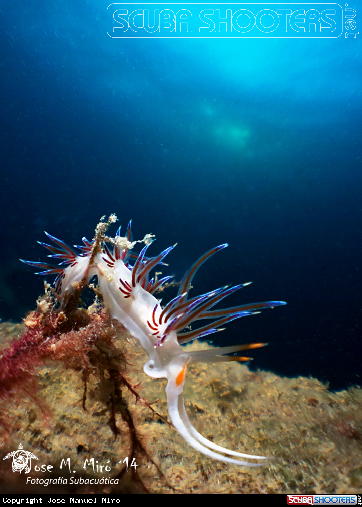 A Cratena Peregrina