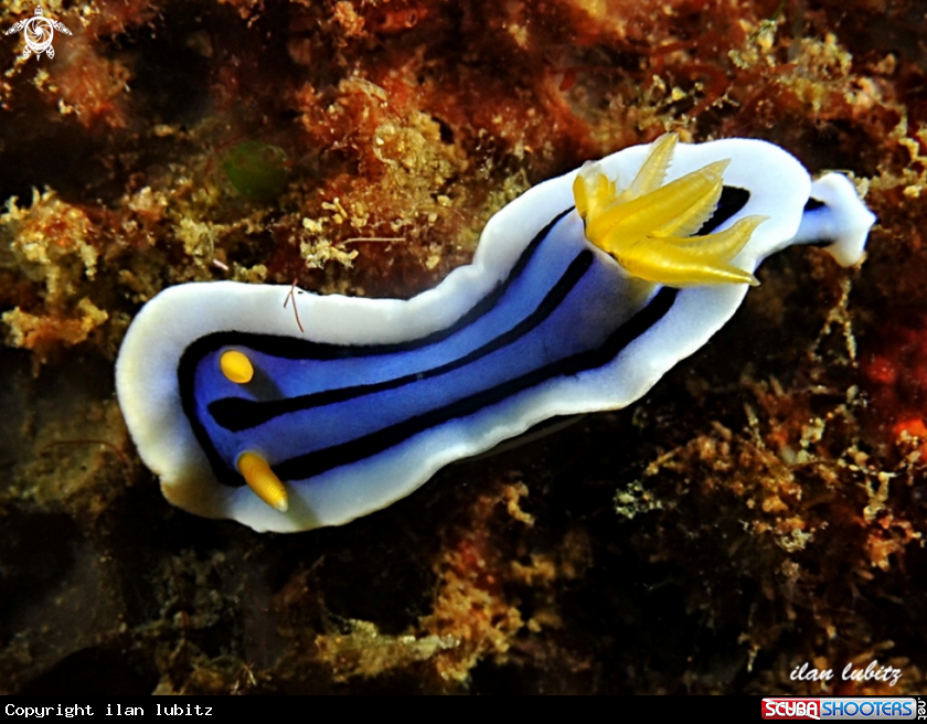 A nudibranch