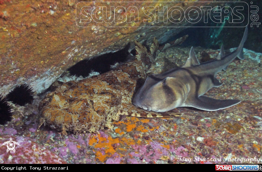A Ornate wobbegong and Port jackson Shark