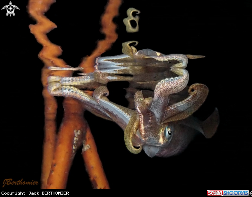 A Squid