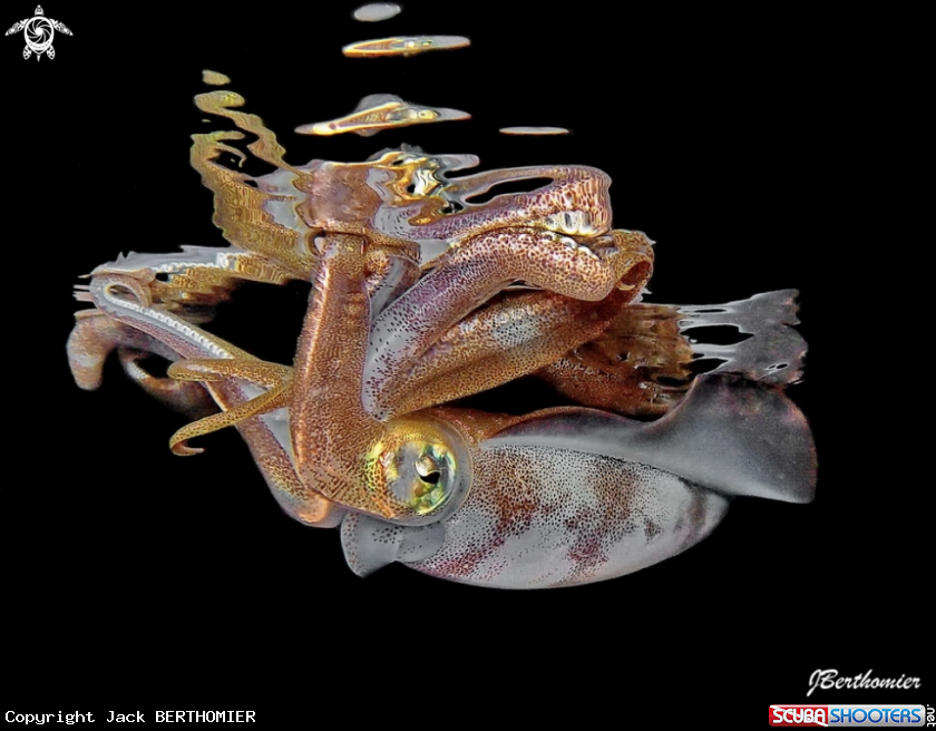 A Squid