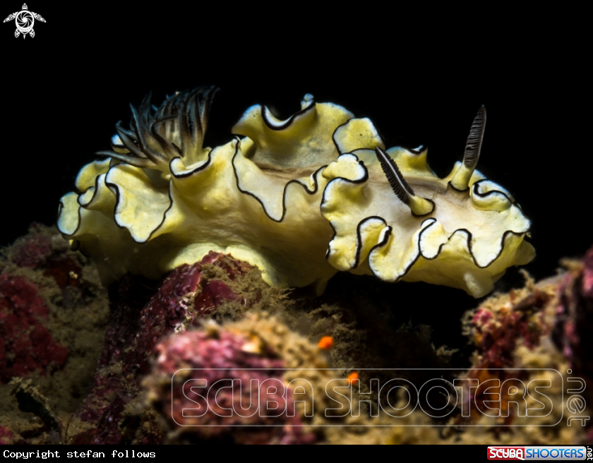 A Nudibranch