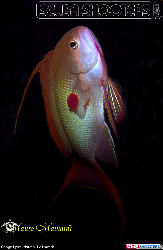 A underwater creature