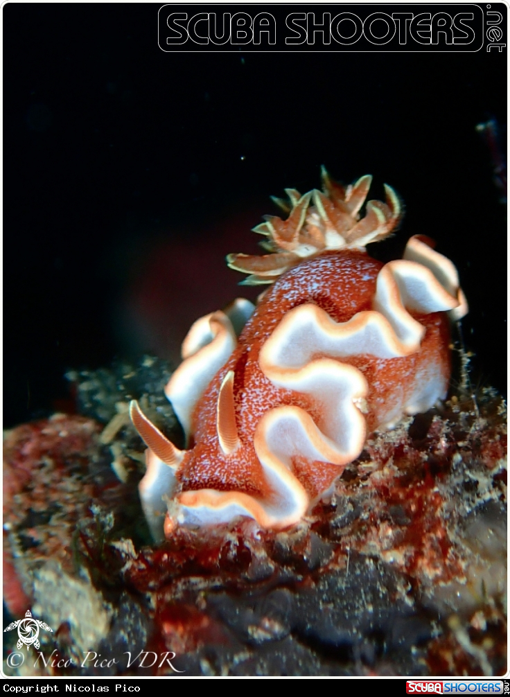 A Nudibranch