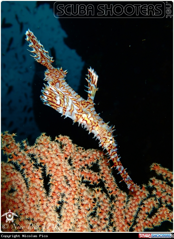 A Ghostpipe fish