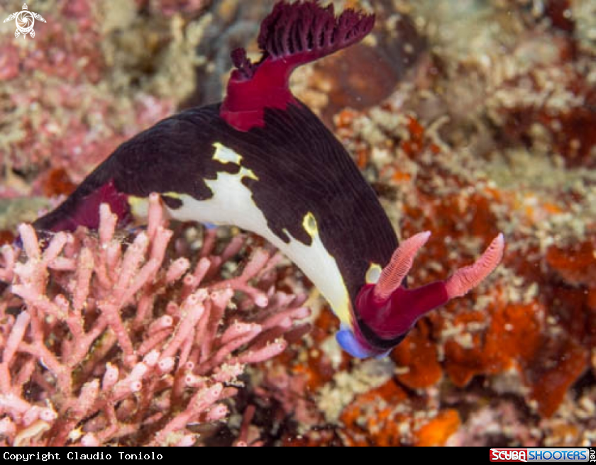 A Nembrotha Chamberlaini