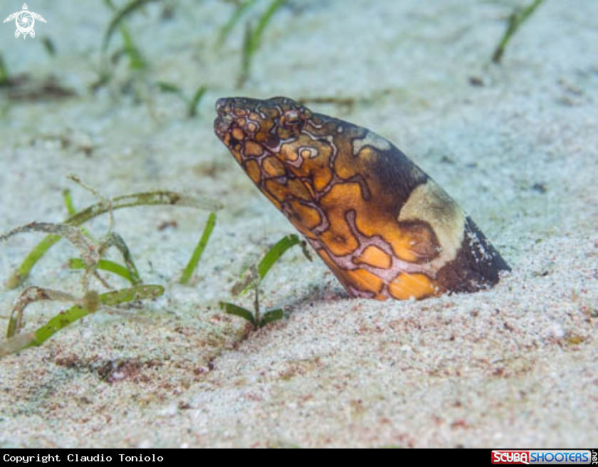 A Napoleon Snake Eel