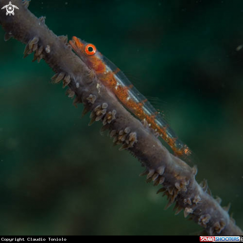 A Bryaninops Yongei