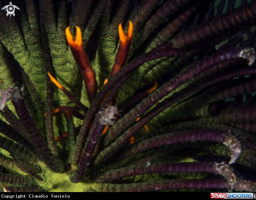 A Crinoid Squat Lobster
