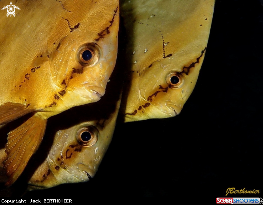A Juveniles Orbicularis batfishes