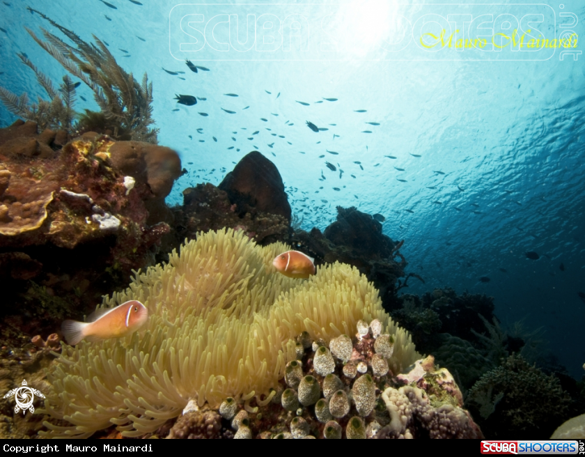 A underwater creature