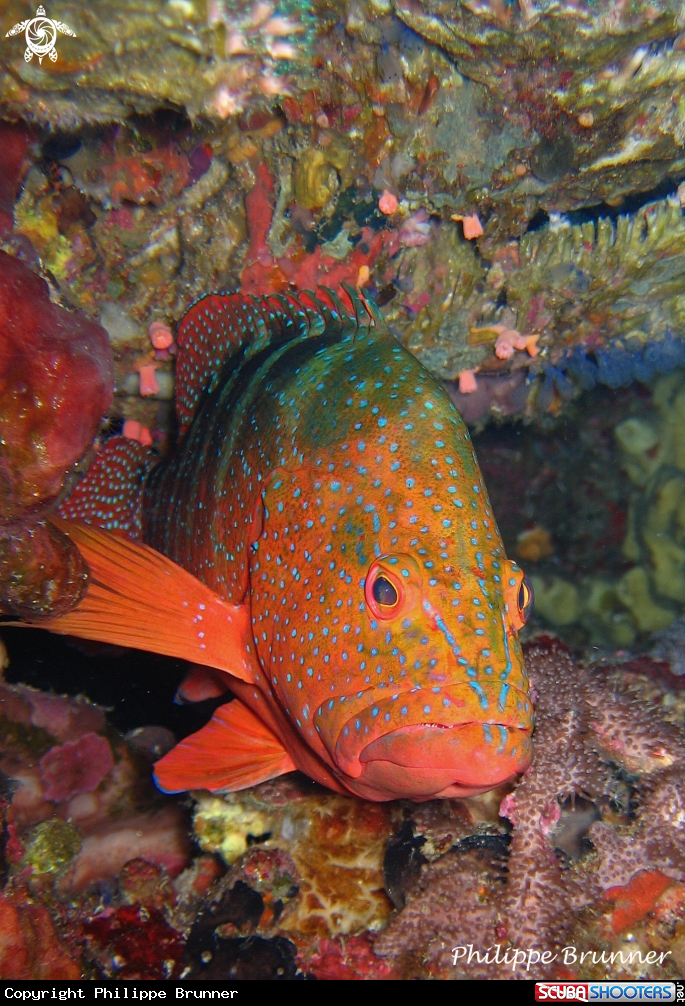 A Grouper