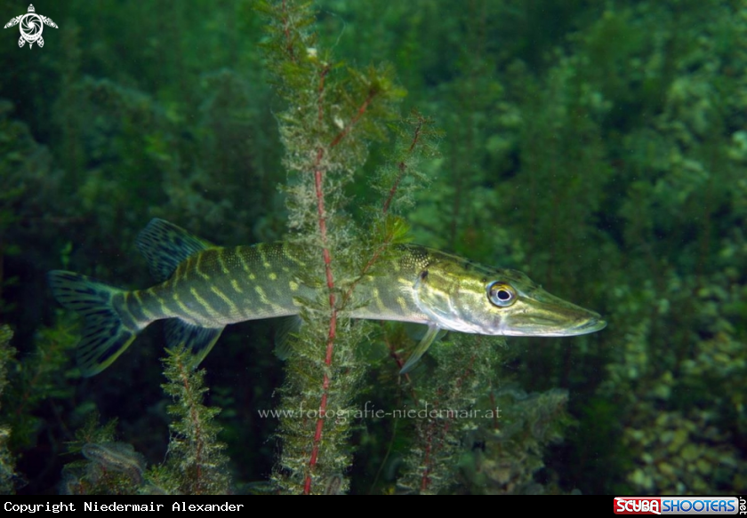 A Esox lucius