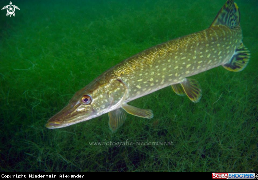 A Esox lucius