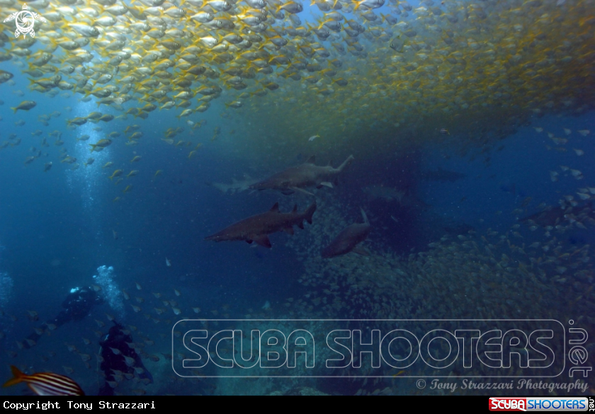 A Grey Nurse Shark (Sand Tiger, Ragged Tooth)