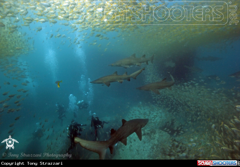A Grey Nurse Shark (Sand Tiger, Ragged Tooth)