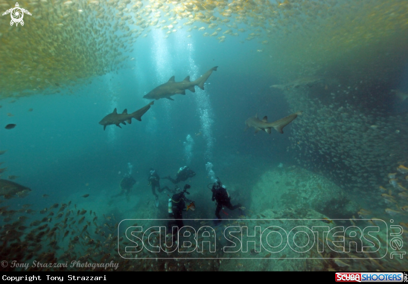 A Grey Nurse Shark (Sand Tiger, Ragged Tooth)