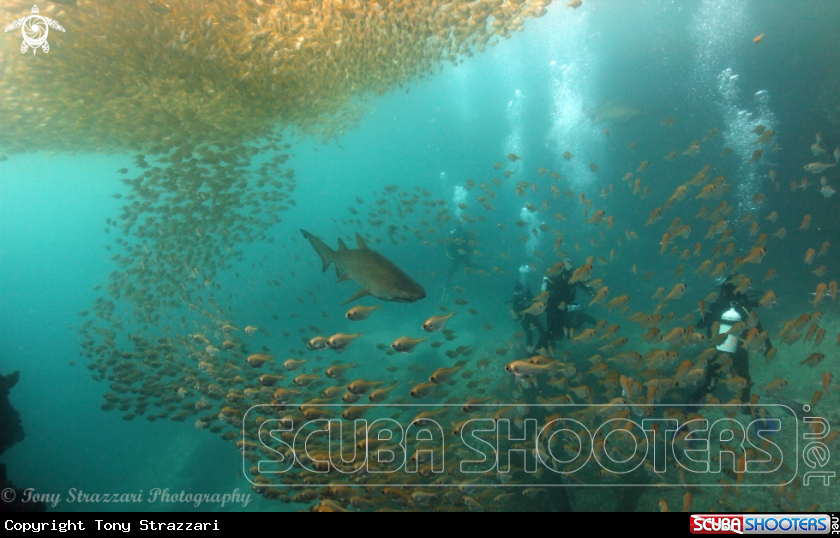 A Grey Nurse Shark (Sand Tiger, Ragged Tooth)