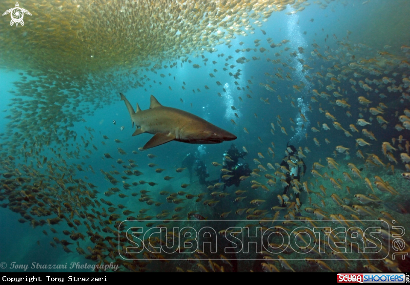 A Grey Nurse Shark (Sand Tiger, Ragged Tooth)