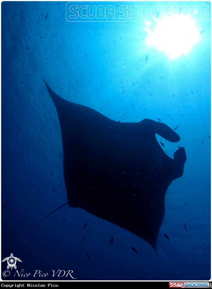 A Manta ray