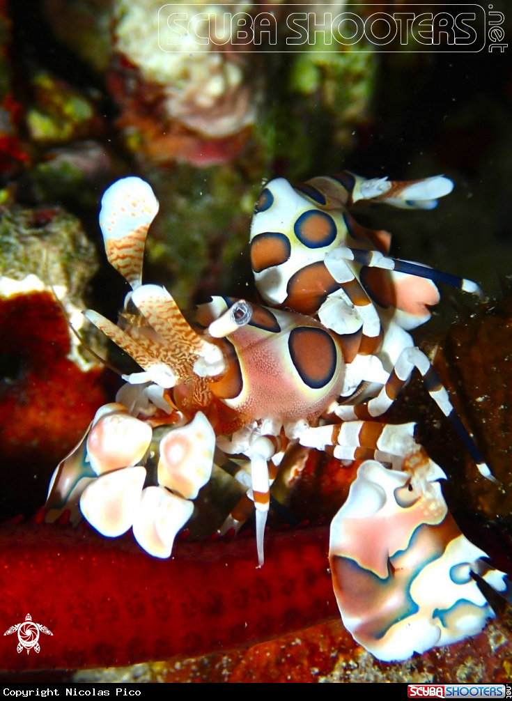 A Harlequin shrimp