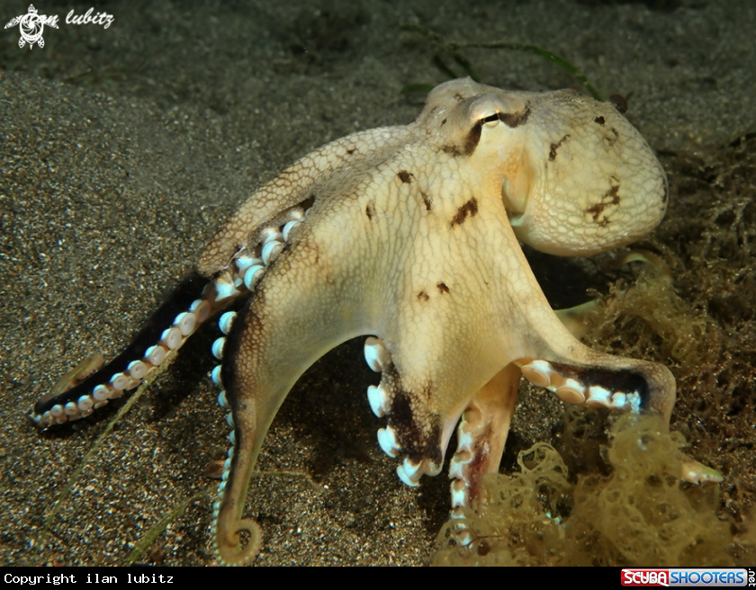 A Octopus