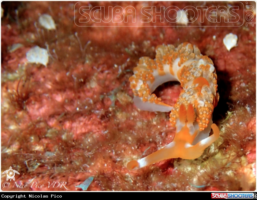 A Nudibranch