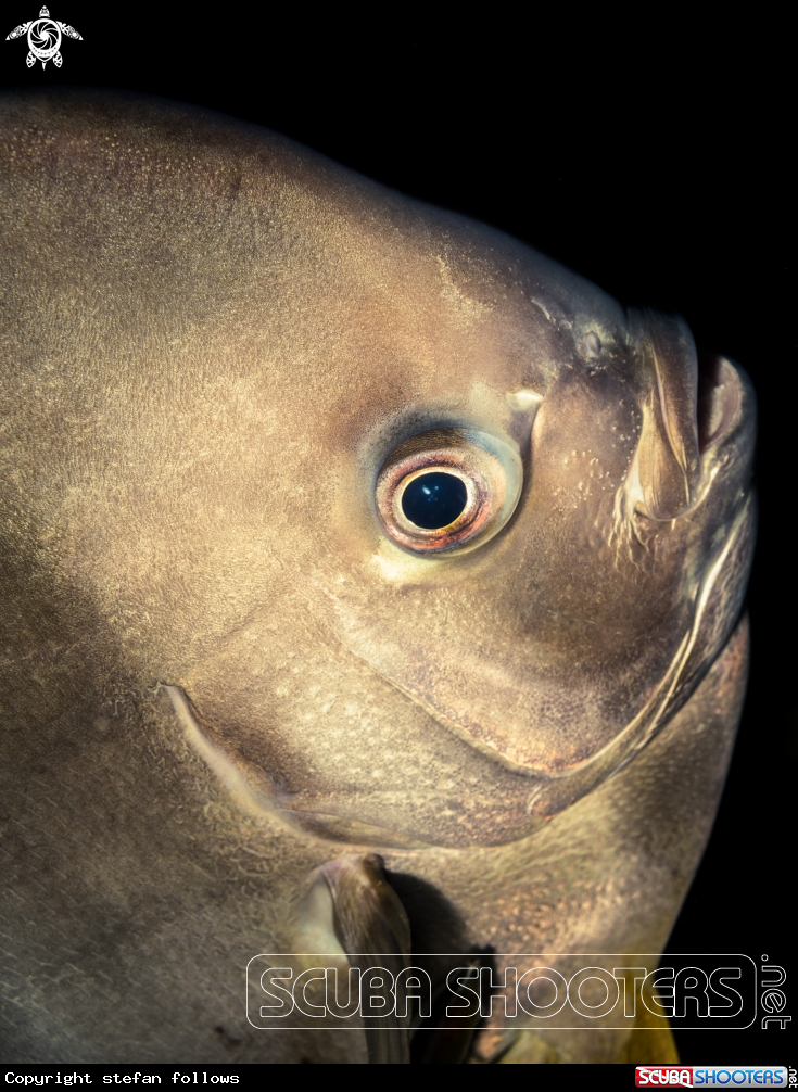 A Longfin Batfish