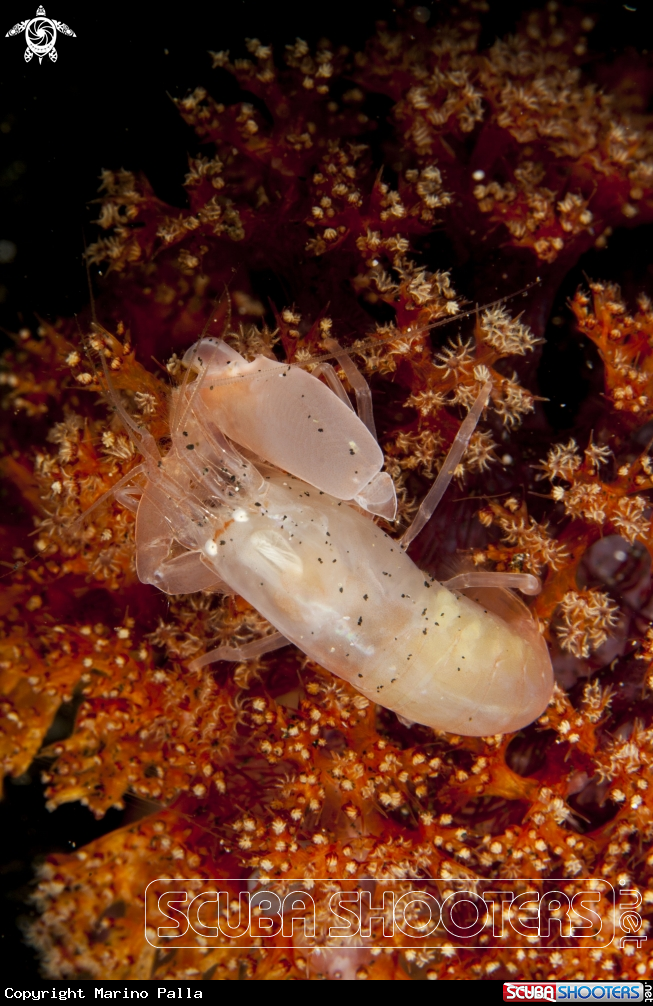 A Soft Coral Snapping Shrimp