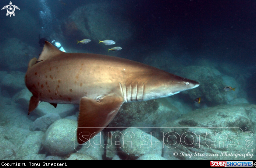 A Grey Nurse Shark (Sand Tiger, Ragged Tooth)