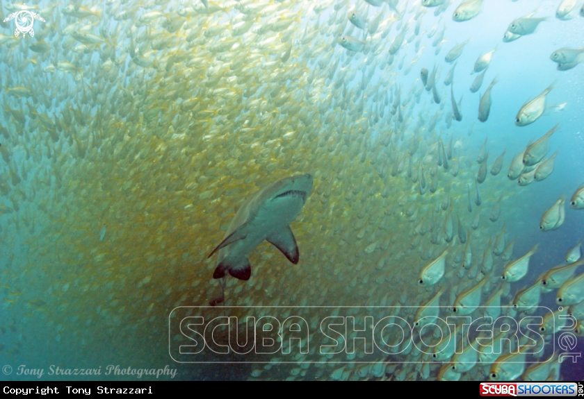 A Grey Nurse Shark (Sand Tiger, Ragged Tooth)