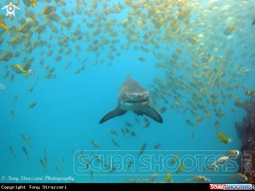 A Grey Nurse Shark (Sand Tiger, Ragged Tooth)