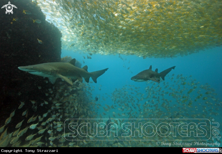A Grey Nurse Shark (Sand Tiger, Ragged Tooth)