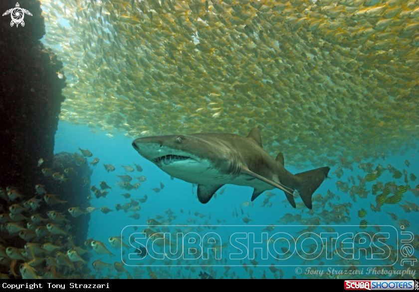 A Grey Nurse Shark (Sand Tiger, Ragged Tooth)