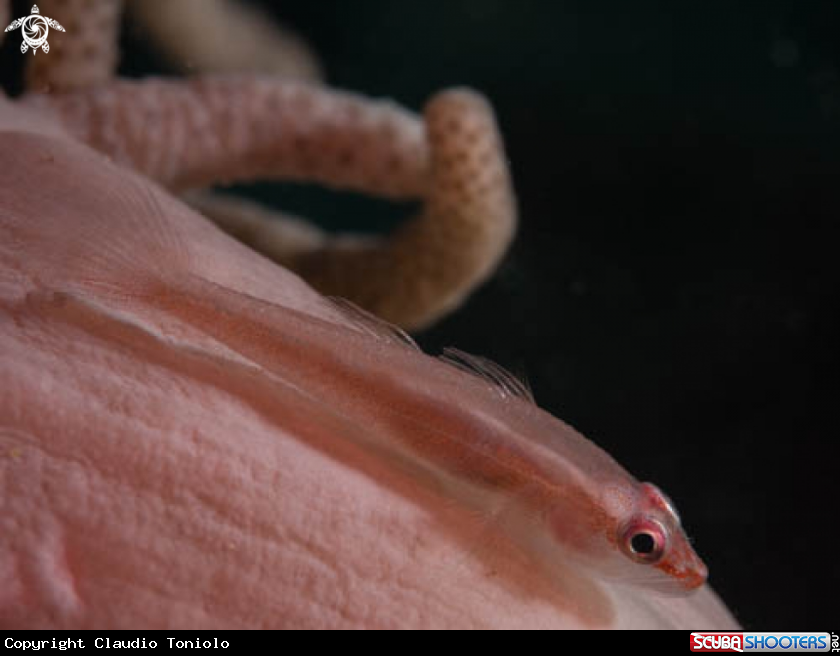 A Pleurosicya boldinghi