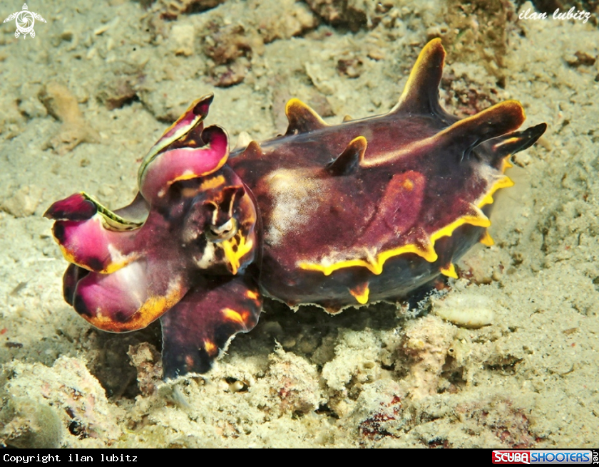 A cuttlefish