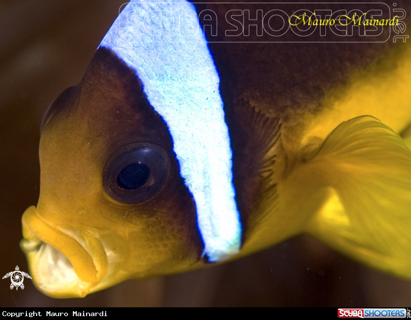 A Clownfish