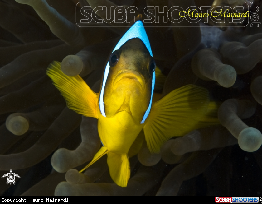 A Clown fish