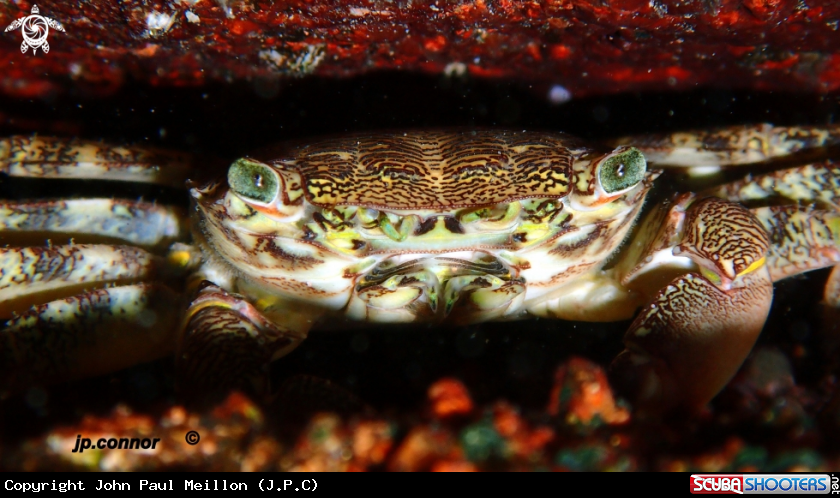 A Crabe Marbré