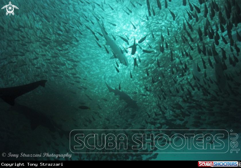 A Grey Nurse Shark (Sand Tiger, Ragged Tooth)