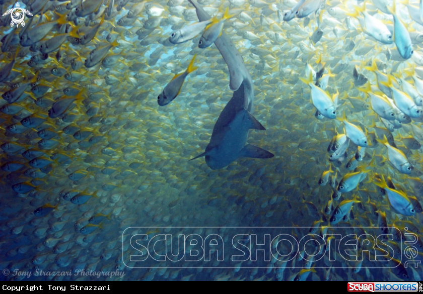 A Grey Nurse Shark (Sand Tiger, Ragged Tooth)