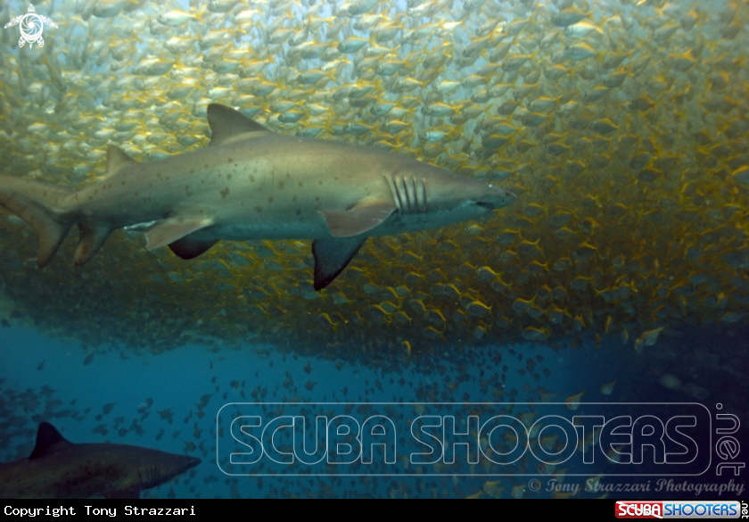 A Grey Nurse Shark (Sand Tiger, Ragged Tooth)