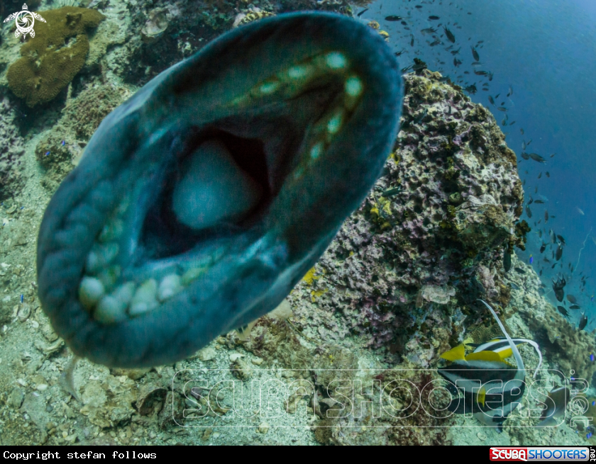 A Titan Triggerfish
